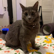 Thumbnail photo of Pepper 8 #1