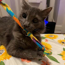 Thumbnail photo of Pepper 8 #2