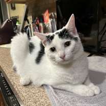 Thumbnail photo of Sugar #4