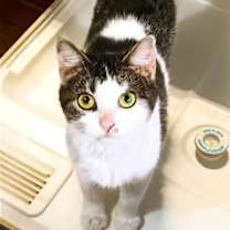 Thumbnail photo of Cricket #1