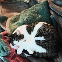 Thumbnail photo of Cricket #2