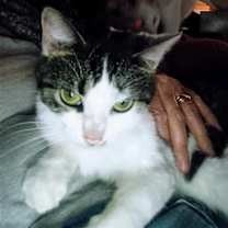 Thumbnail photo of Cricket #4