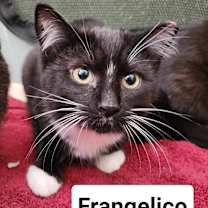Thumbnail photo of Frangelico #1