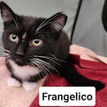 Thumbnail photo of Frangelico #2