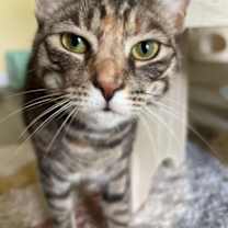 Thumbnail photo of Icelyn #1