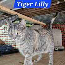 Thumbnail photo of Tiger Lilly - NC #1