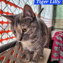Thumbnail photo of Tiger Lilly - NC #2