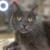 Thumbnail photo of Taz #1