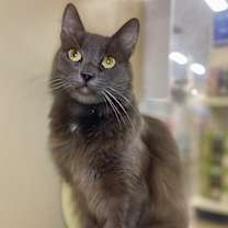 Thumbnail photo of Taz #2