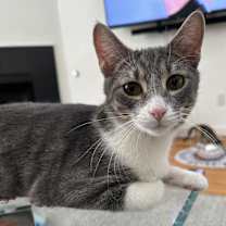 Thumbnail photo of Griffin #1