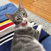 Thumbnail photo of Griffin #2