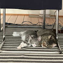 Thumbnail photo of Griffin #3