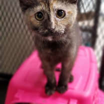 Thumbnail photo of Tori #2