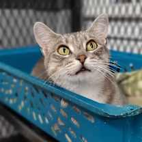 Thumbnail photo of Graymalkin #1
