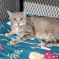 Thumbnail photo of Graymalkin #2