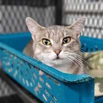 Thumbnail photo of Graymalkin #3