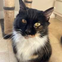 Thumbnail photo of Tippy #1
