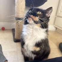Thumbnail photo of Tippy #2