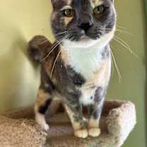 Thumbnail photo of Molly #1