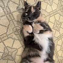 Thumbnail photo of Molly #3