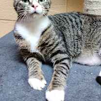 Thumbnail photo of Link (Sponsored Adoption Fee) #2
