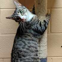 Thumbnail photo of Link (Sponsored Adoption Fee) #3