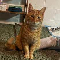 Thumbnail photo of Ginger Ale #1