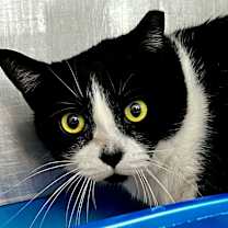 Thumbnail photo of Boots #1