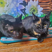 Thumbnail photo of Myrtle & Rowena #1
