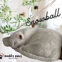 Thumbnail photo of Snowball (Courtesy Post) #1