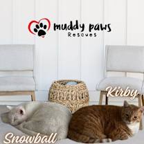 Thumbnail photo of Snowball (Courtesy Post) #2