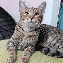 Thumbnail photo of Taco #1