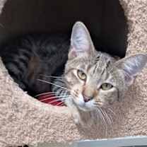 Thumbnail photo of Taco #2