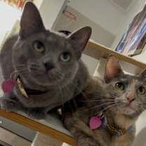 Thumbnail photo of Bella #1