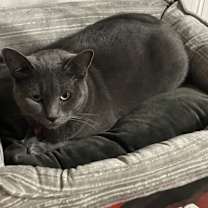 Thumbnail photo of Bella #2