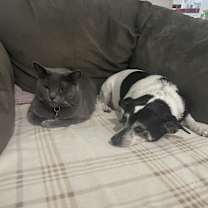 Thumbnail photo of Bella #3
