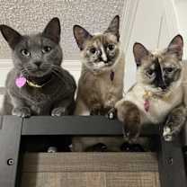Thumbnail photo of Bella #4