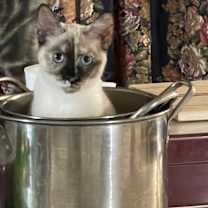 Thumbnail photo of Angel #1