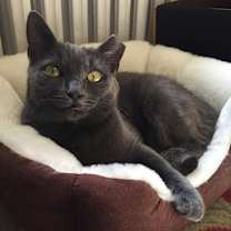 Thumbnail photo of Grey Poupon- CP #1