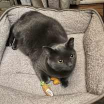 Thumbnail photo of Grey Poupon- CP #2