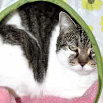 Thumbnail photo of Flossy #1