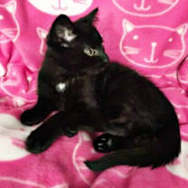 Thumbnail photo of Jezabelle #2