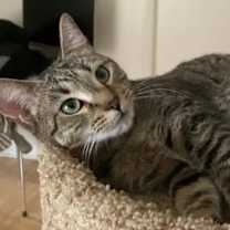 Thumbnail photo of Violet #1