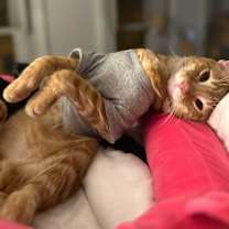 Thumbnail photo of Augie #2