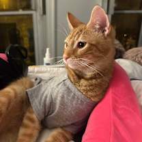 Thumbnail photo of Augie #3