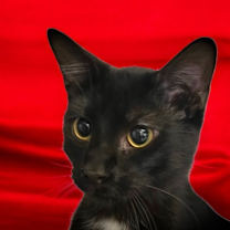 Thumbnail photo of Brett #1