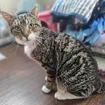 Thumbnail photo of Aslan #1