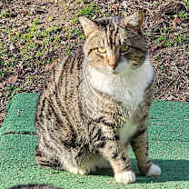 Thumbnail photo of Aslan #2