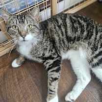 Thumbnail photo of Aslan #3