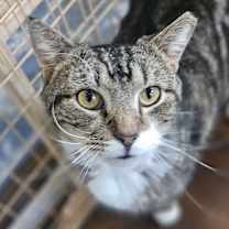 Thumbnail photo of Aslan #4